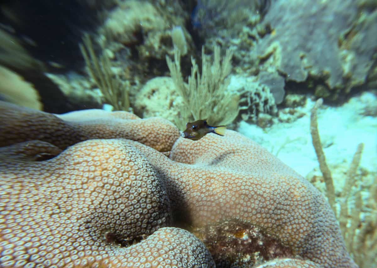 Learn To Dive In Roatan: Scuba Diving Roatan Companies, Prices & What To Expect 10 these small fish were absolutely everywhere around the dive sites in roatan