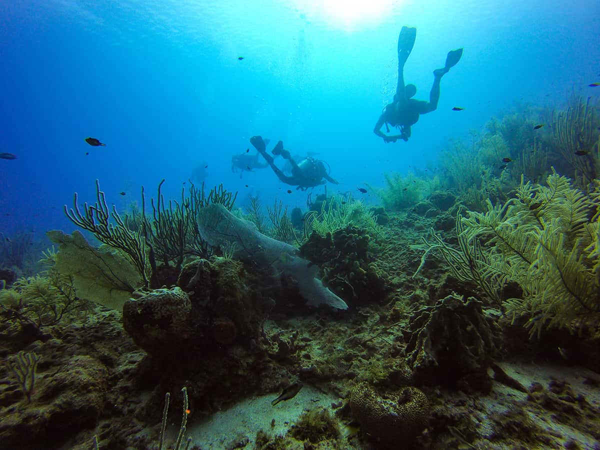 Learn To Dive In Roatan: Scuba Diving Roatan Companies, Prices & What To Expect 17 diving over the incredible reef around roatan no doubt that learning to dive in roatan will be a highlight of your trip