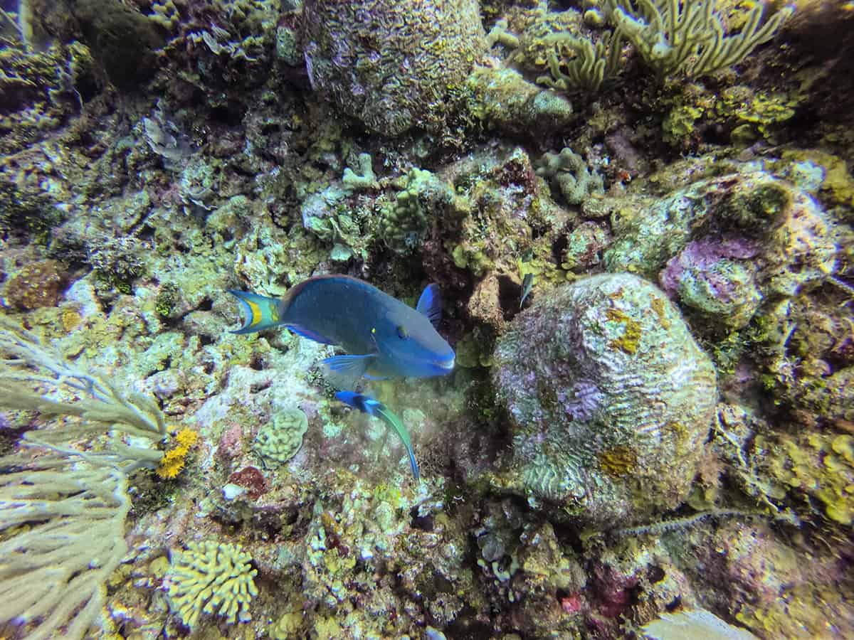 Learn To Dive In Roatan: Scuba Diving Roatan Companies, Prices & What To Expect 22 a cheeky little parrot fish coming to say hello while diving in roatan