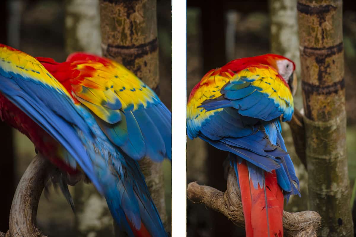 Visiting Macaw Mountain In Copan Ruinas: Is It An Ethical Experience? 13 the impressive red yellow and blue plumage on the beautiful scarlet macaws at macaw mountain