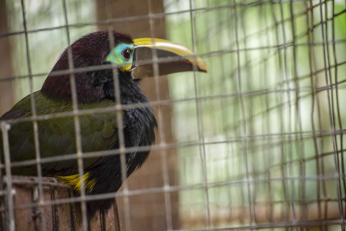 Visiting Macaw Mountain In Copan Ruinas: Is It An Ethical Experience? 23 the brightly colored face of the yellow eared toucanet