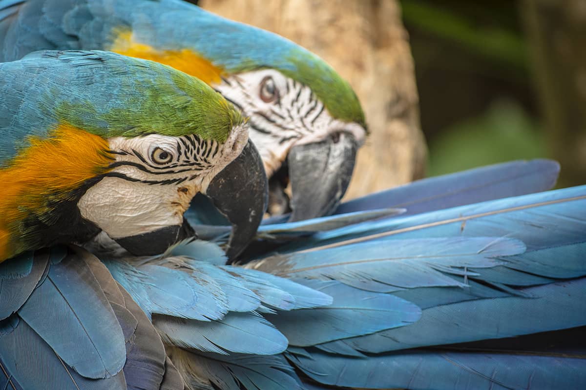 Visiting Macaw Mountain In Copan Ruinas: Is It An Ethical Experience? 16 two blue and yellow macaws preening their tail feathers at macaw mountain