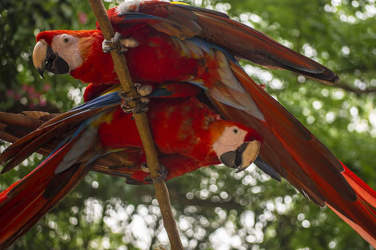 Visiting Macaw Mountain In Copan Ruinas: Is It An Ethical Experience? 10 two cheeky scarlet macaws looking down at us from a tree branch at macaw mountain
