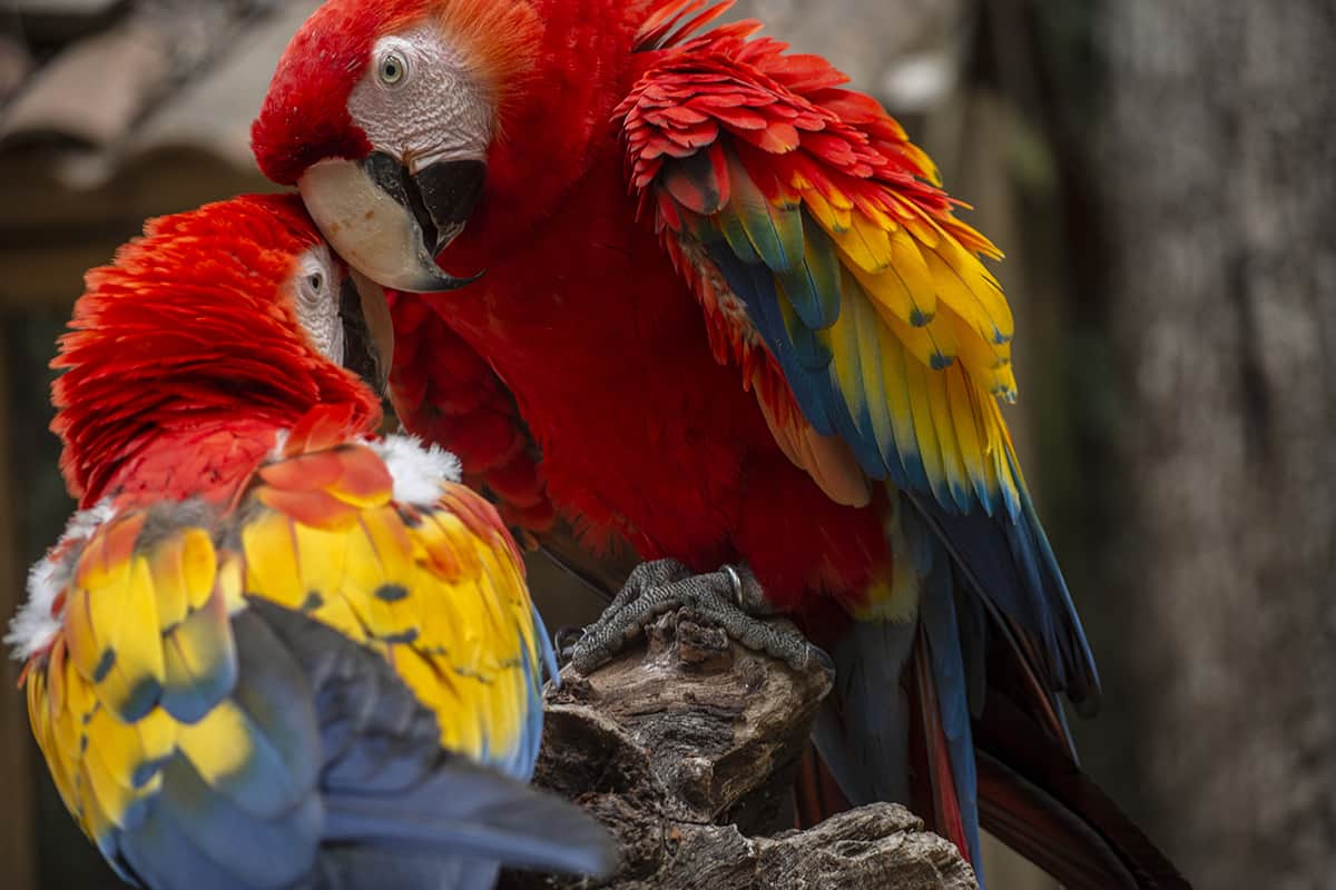Visiting Macaw Mountain In Copan Ruinas: Is It An Ethical Experience? 14 two scarlet macaws touching heads at macaw mountain