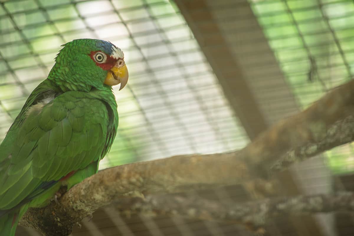 Visiting Macaw Mountain In Copan Ruinas: Is It An Ethical Experience? 17 a sweet little white fronted amazon parrot at macaw mountain