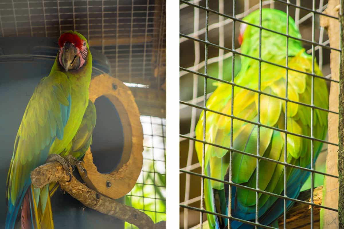 Visiting Macaw Mountain In Copan Ruinas: Is It An Ethical Experience? 15 the beautiful great green macaw at macaw mountain with its bright green and blue feathers