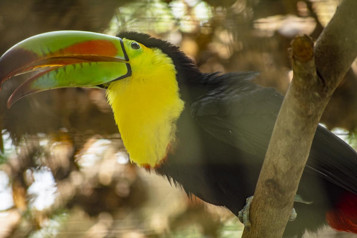 Visiting Macaw Mountain In Copan Ruinas: Is It An Ethical Experience? 9 a keel billed toucan shaking its feathers at macaw mountain