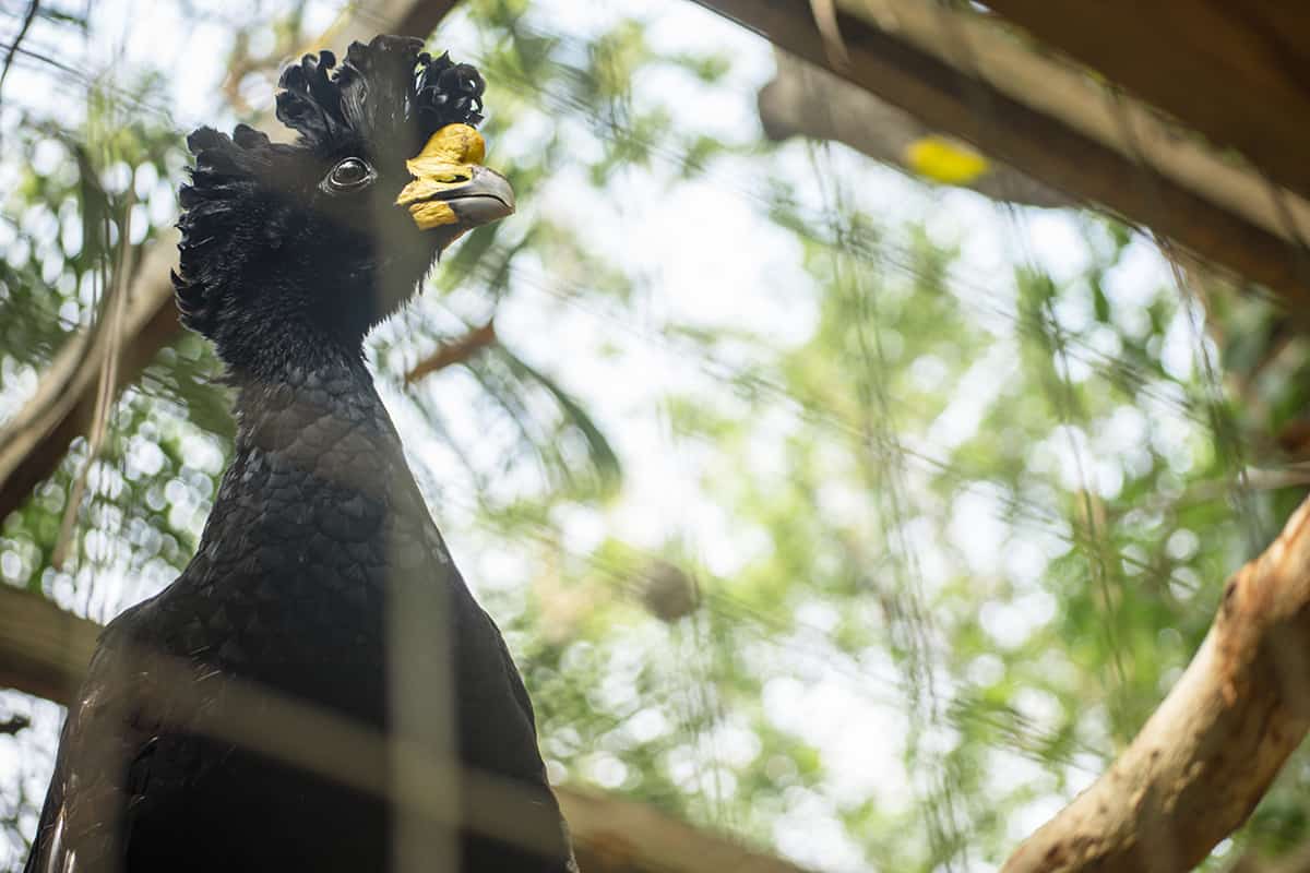 Visiting Macaw Mountain In Copan Ruinas: Is It An Ethical Experience? 19 looking up at the great curassow which is rocking an awesome hair style