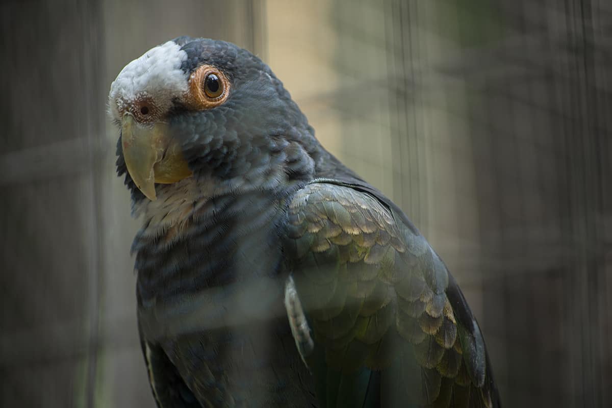Visiting Macaw Mountain In Copan Ruinas: Is It An Ethical Experience? 20 the regal looking white crowned parrot, the colors on this baby remind me of the birds back home in new zealand