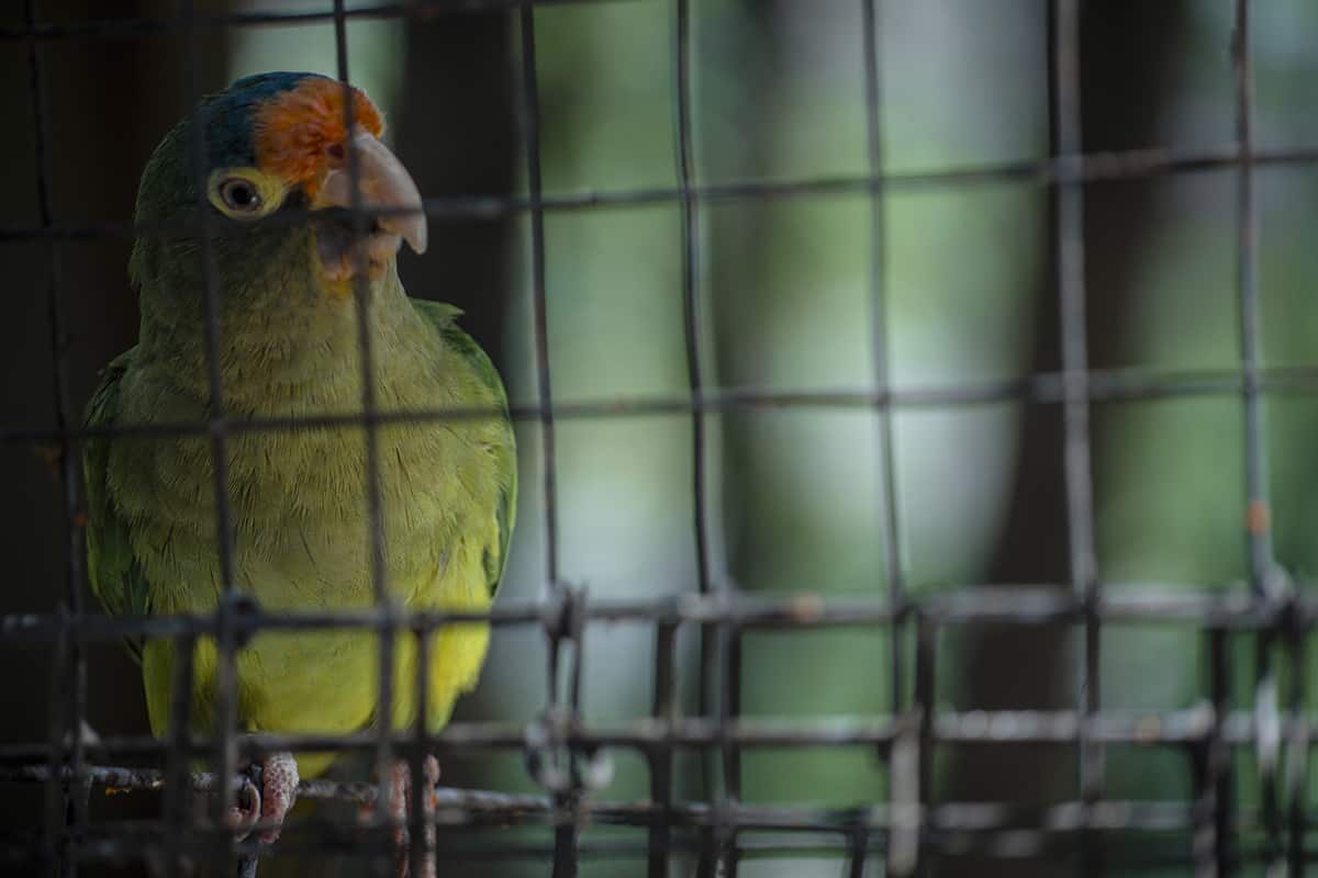 Visiting Macaw Mountain In Copan Ruinas: Is It An Ethical Experience? 21 the cute and small orange fronted parakeet at macaw mountain