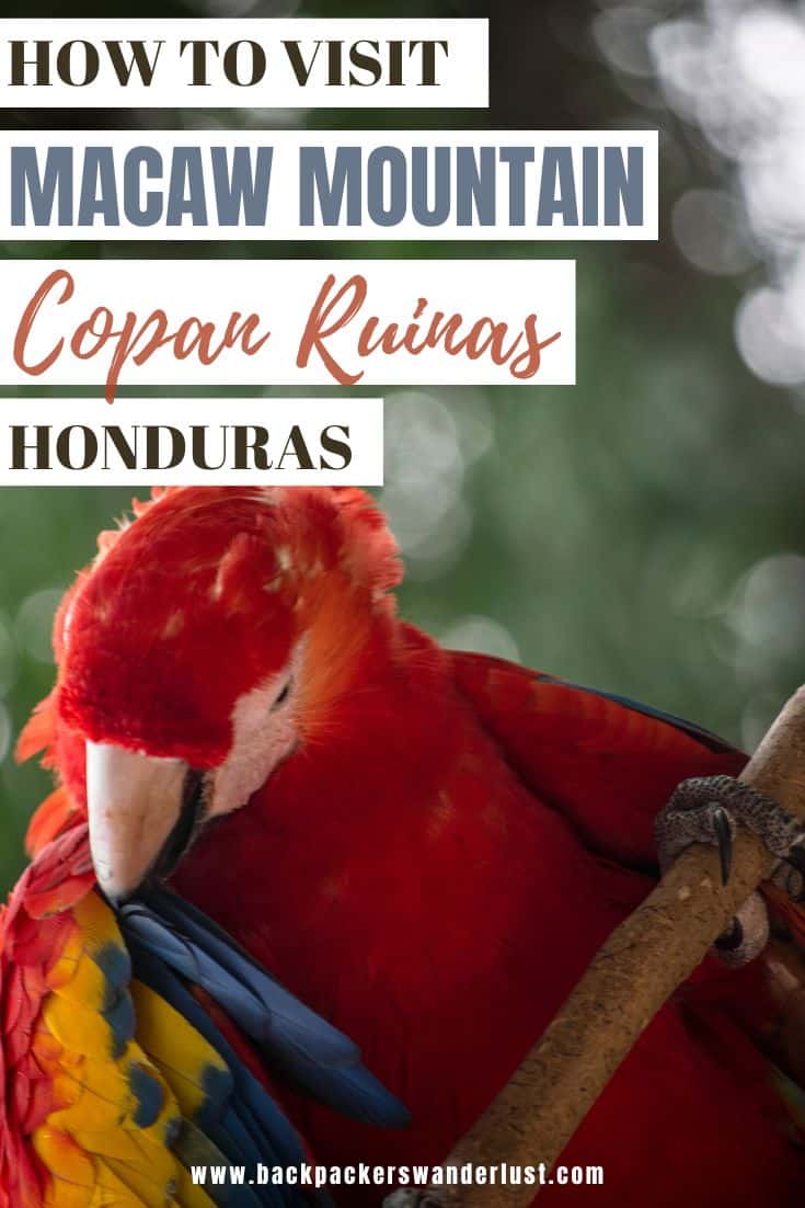Visiting Macaw Mountain In Copan Ruinas: Is It An Ethical Experience? 30 Visiting Macaw Mountain is a must if you are in Copan Ruinas. Here you will be able to see all the different types of birds, the rehabilitation efforts, learn about them, and more! I will let you know how you can visit Macaw Mountain, entry fees, opening hours, whether it is ethical, and more!
