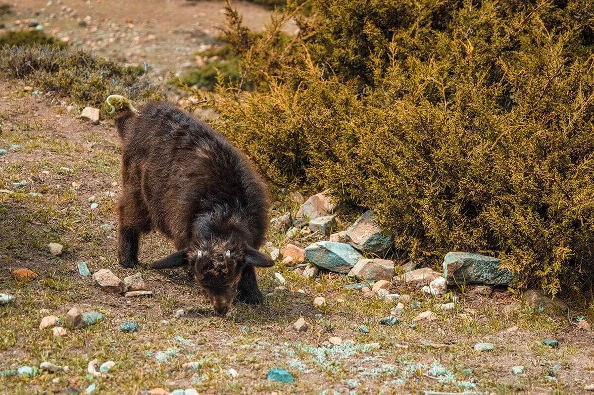 baby goat manang to yak kharka on the annapurna circuit