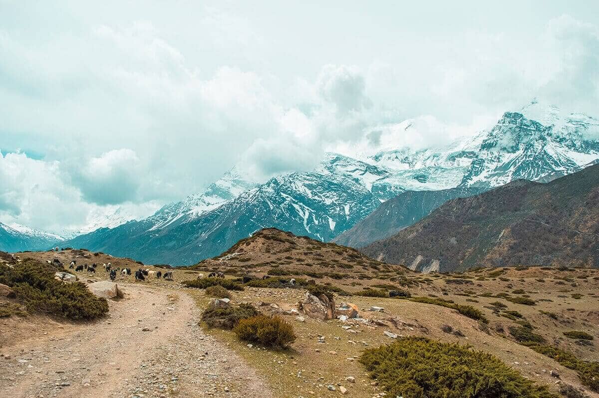 goats with snowy peaks manang to yak kharka on the annapurna circuit
