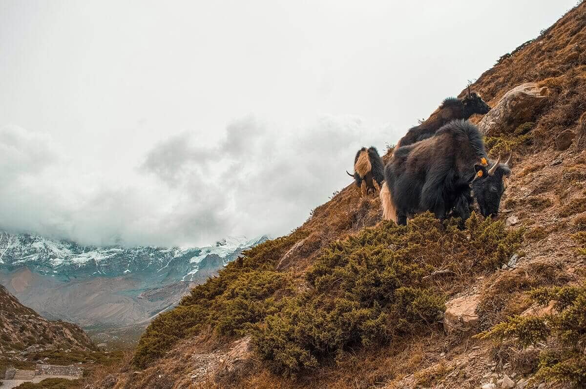 yaks and mountains manang to yak kharka on the annapurna circuit