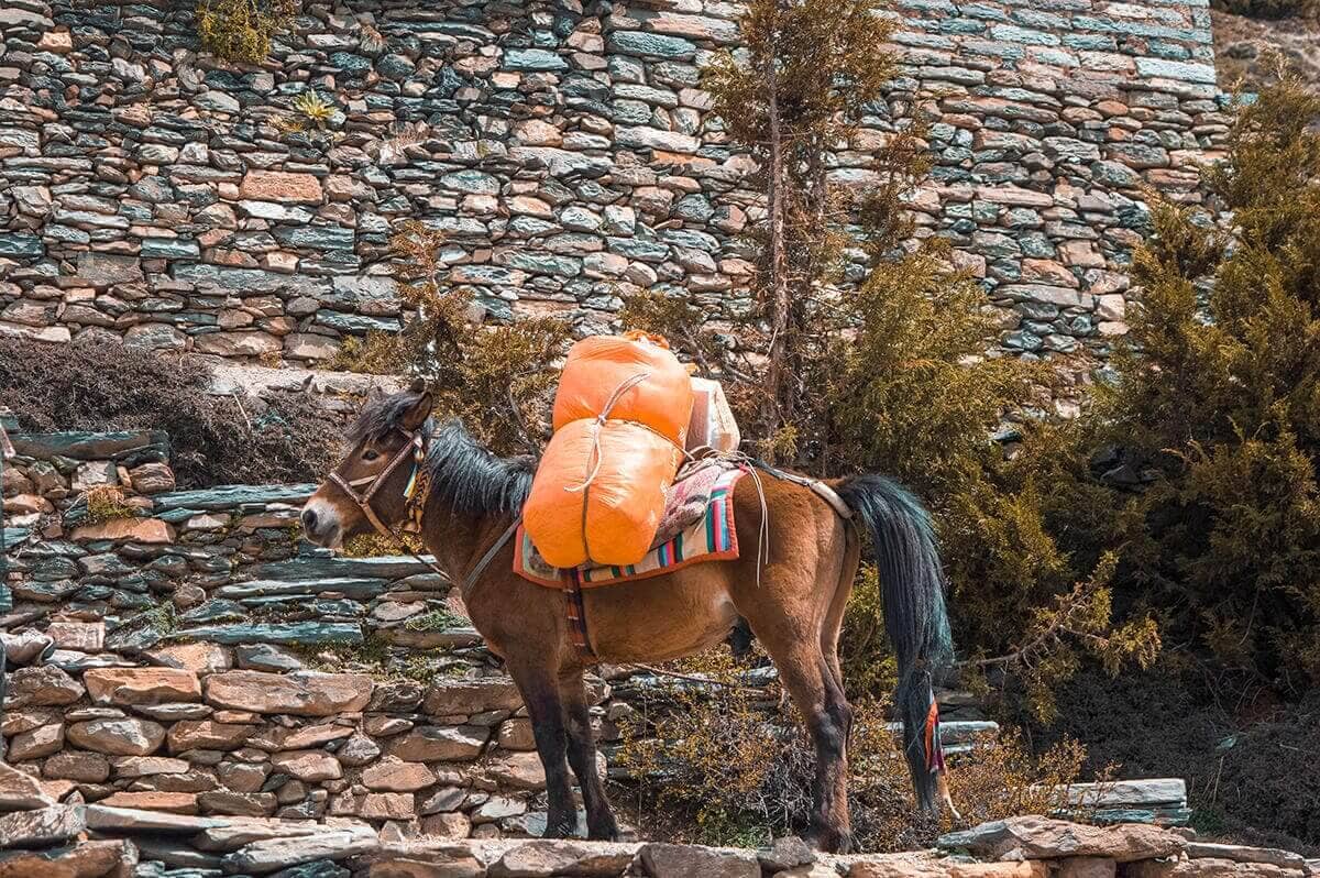 horse in gunsang manang to yak kharka on the annapurna circuit
