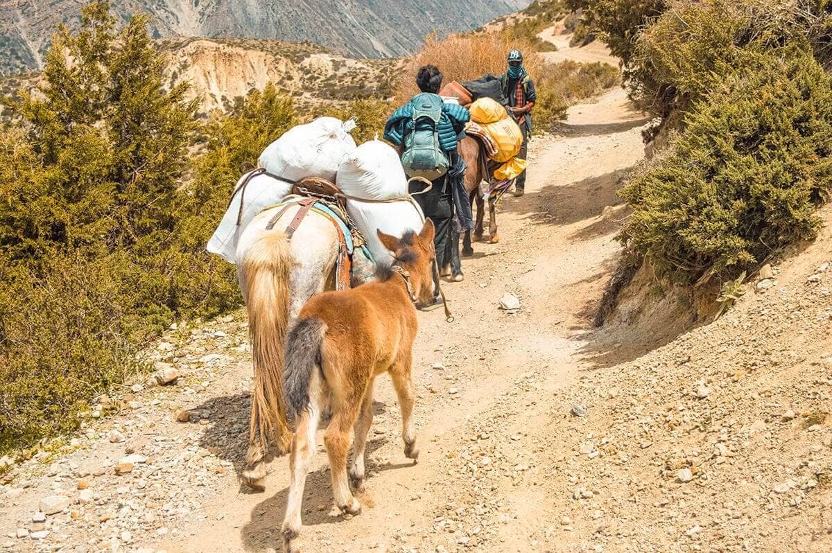 traffic jam manang to yak kharka on the annapurna circuit