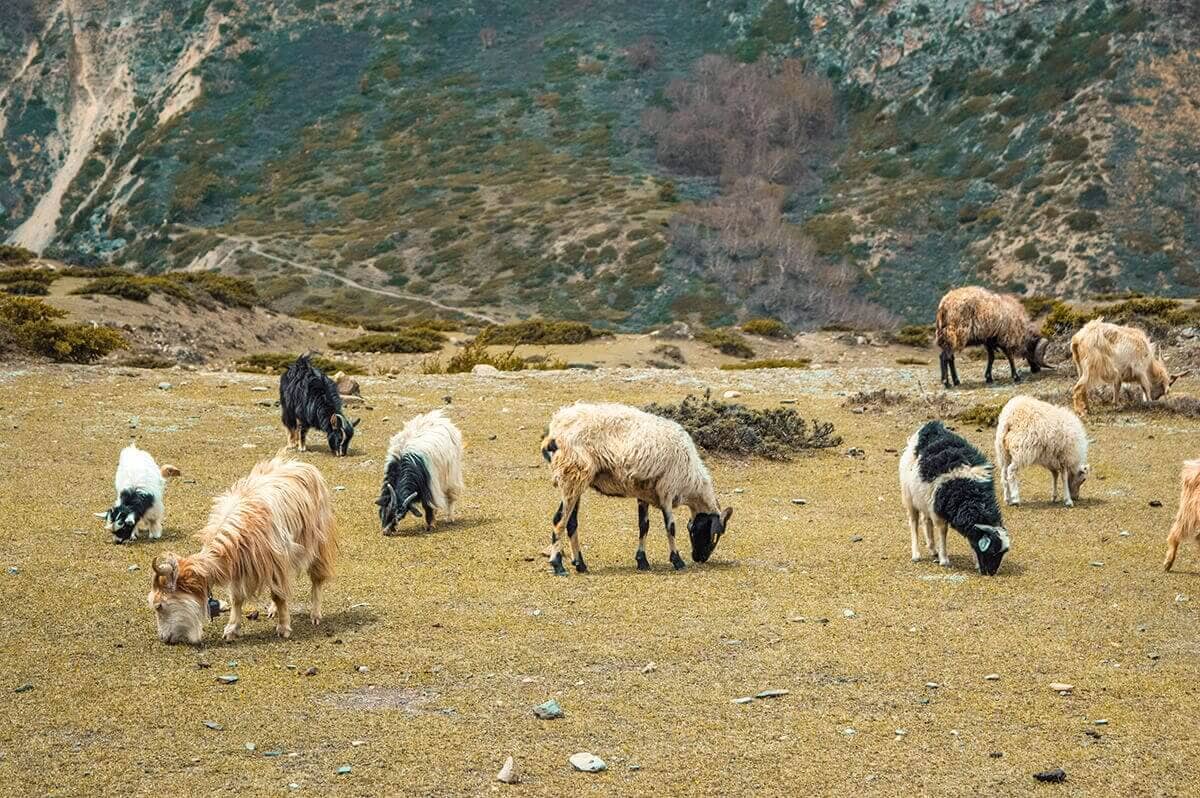 goat herd manang to yak kharka on the annapurna circuit