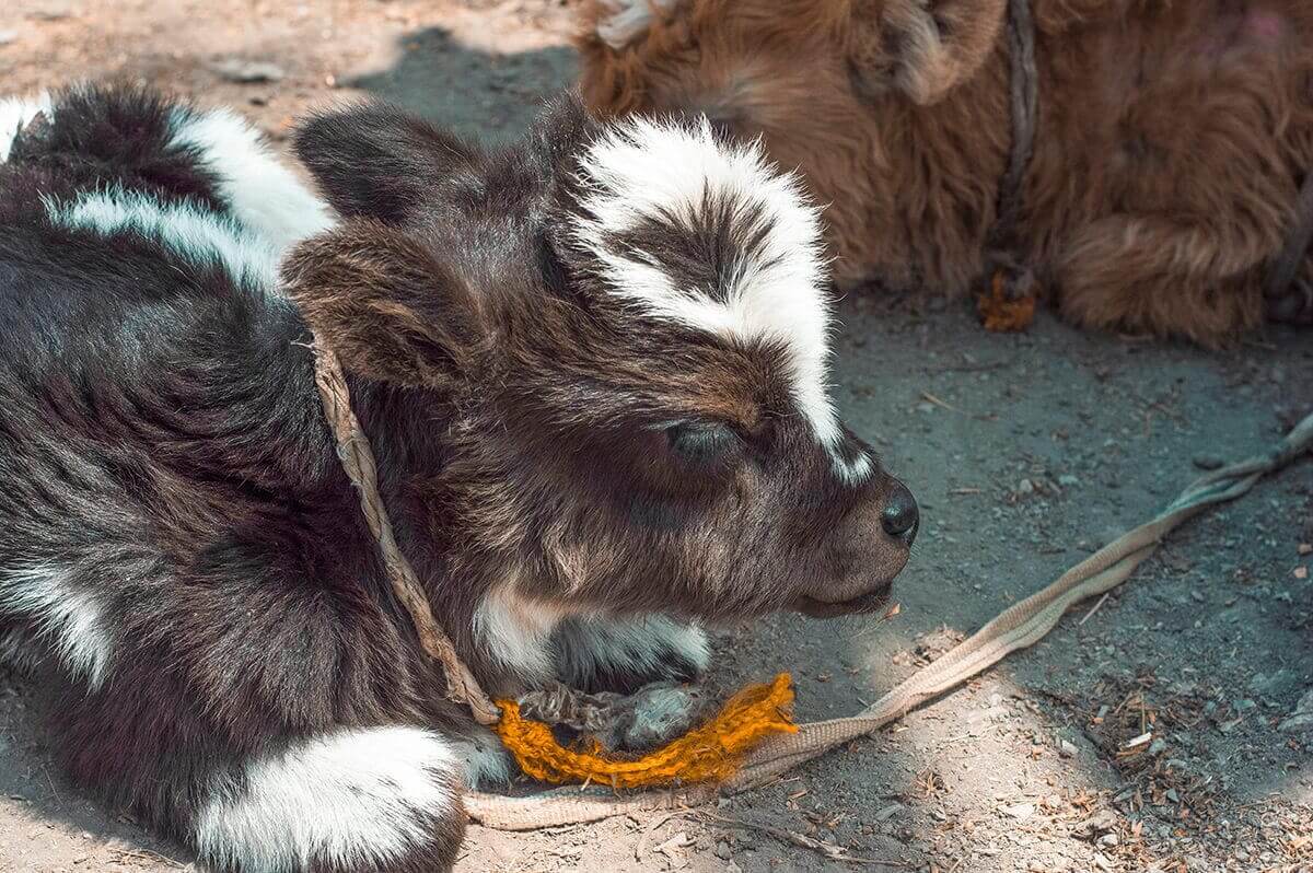 Day 13: Muktinath To Jomsom On The Annapurna Circuit 7 spotty calf muktinath to jomsom on the annapurna circuit
