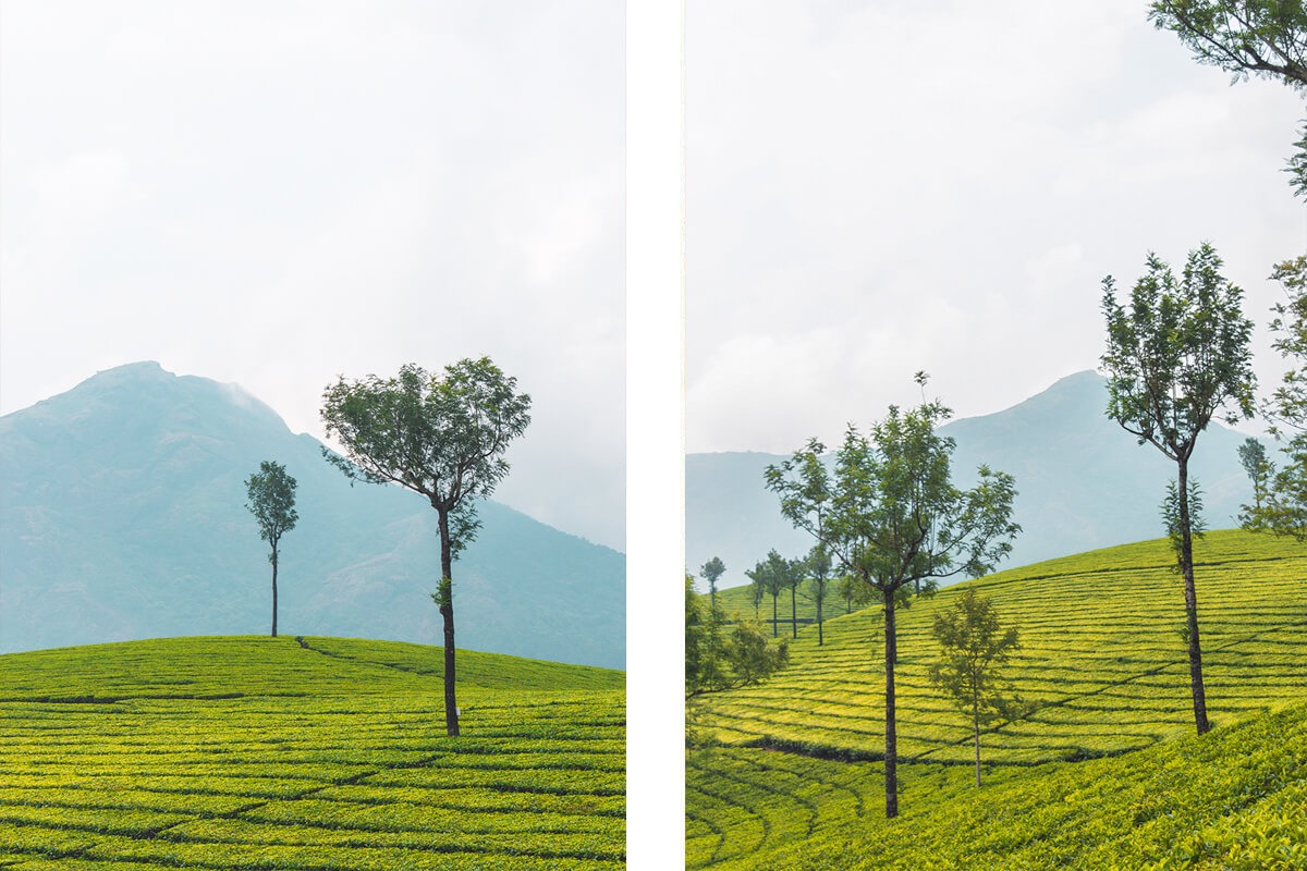 India For Beginners: Why Kerala Is The Perfect Introduction 9 munnar tea plantations trees