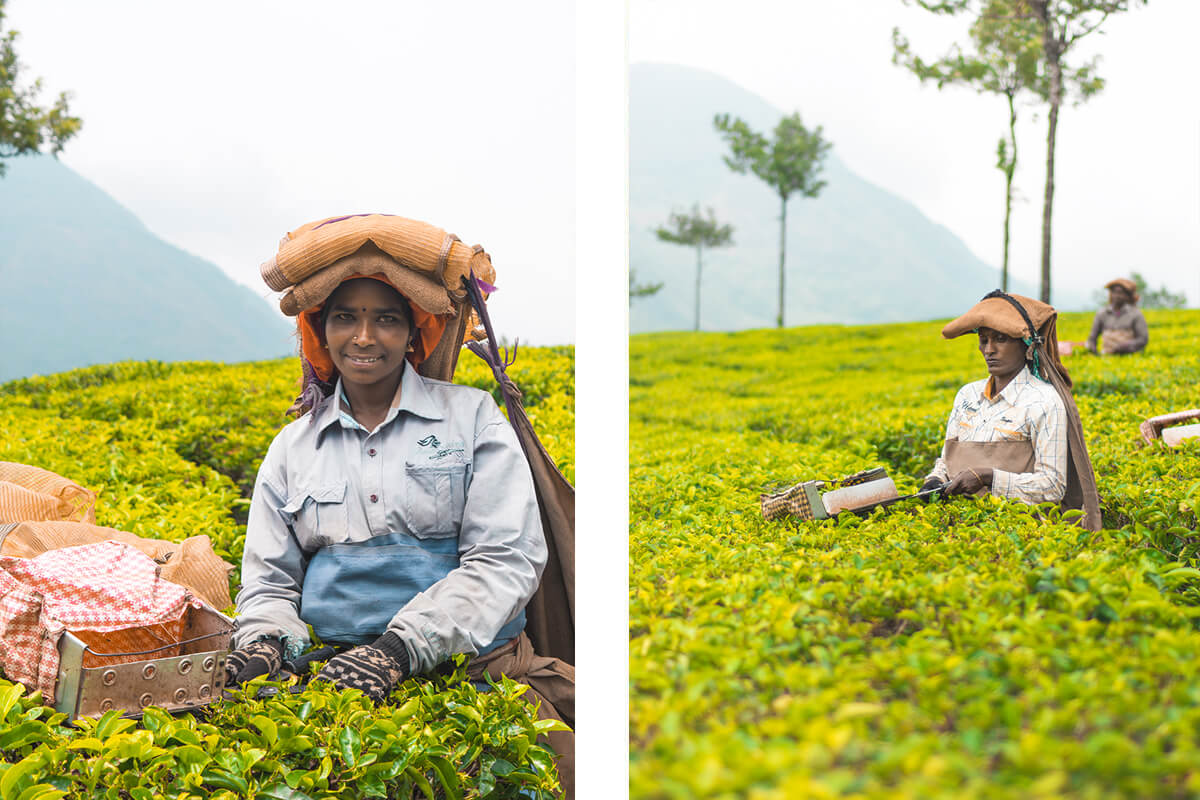 India For Beginners: Why Kerala Is The Perfect Introduction 5 munnar in kerala perfect india for beginners