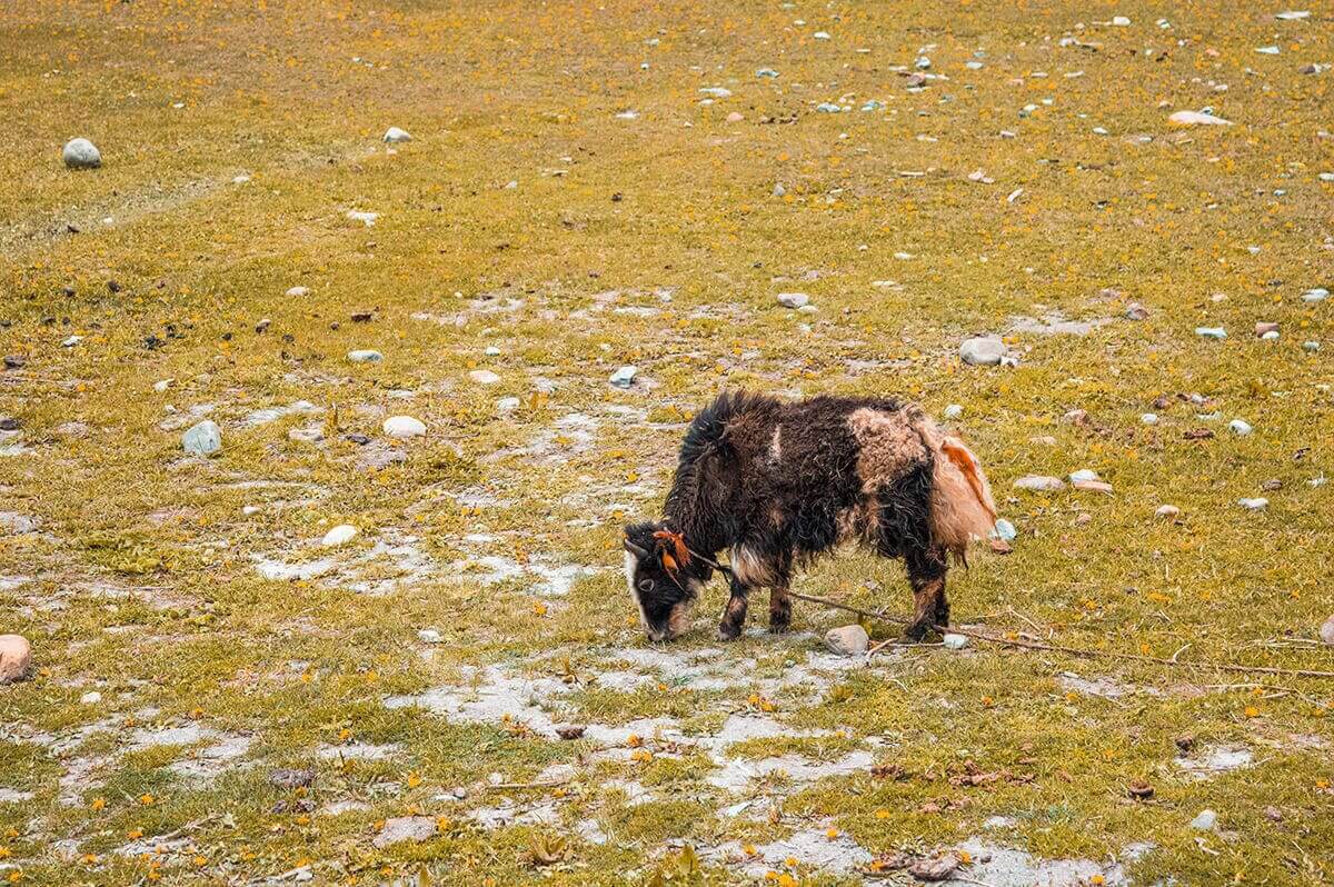 Day 7: Ngawal To Manang On The Annapurna Circuit 1 colorful yak ngawal to manang on the annapurna circuit
