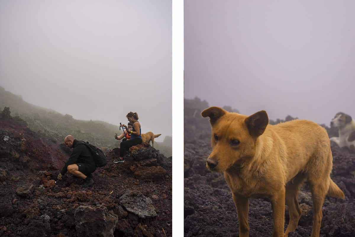 Pacaya Volcano Hike: Difficulty, What To Expect & Top Tips 2025 9 roasting marshmellows over the hot rocks // the stray dogs of pacaya volcano