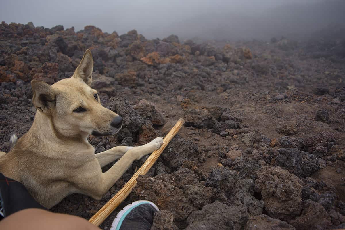 Pacaya Volcano Hike: Difficulty, What To Expect & Top Tips 2025 8 one of the volcano dogs looking after my walking stick in exchange for snacks