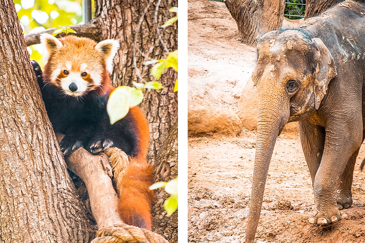 A Day At Melbourne Zoo 10 A Day Exploring Melbourne Zoo | Australia's native animals| Backpacking Australia | Traveling Melbourne| What to do Melbourne | Koalas | How to get to Melbourne Zoo | Backpackers Wanderlust