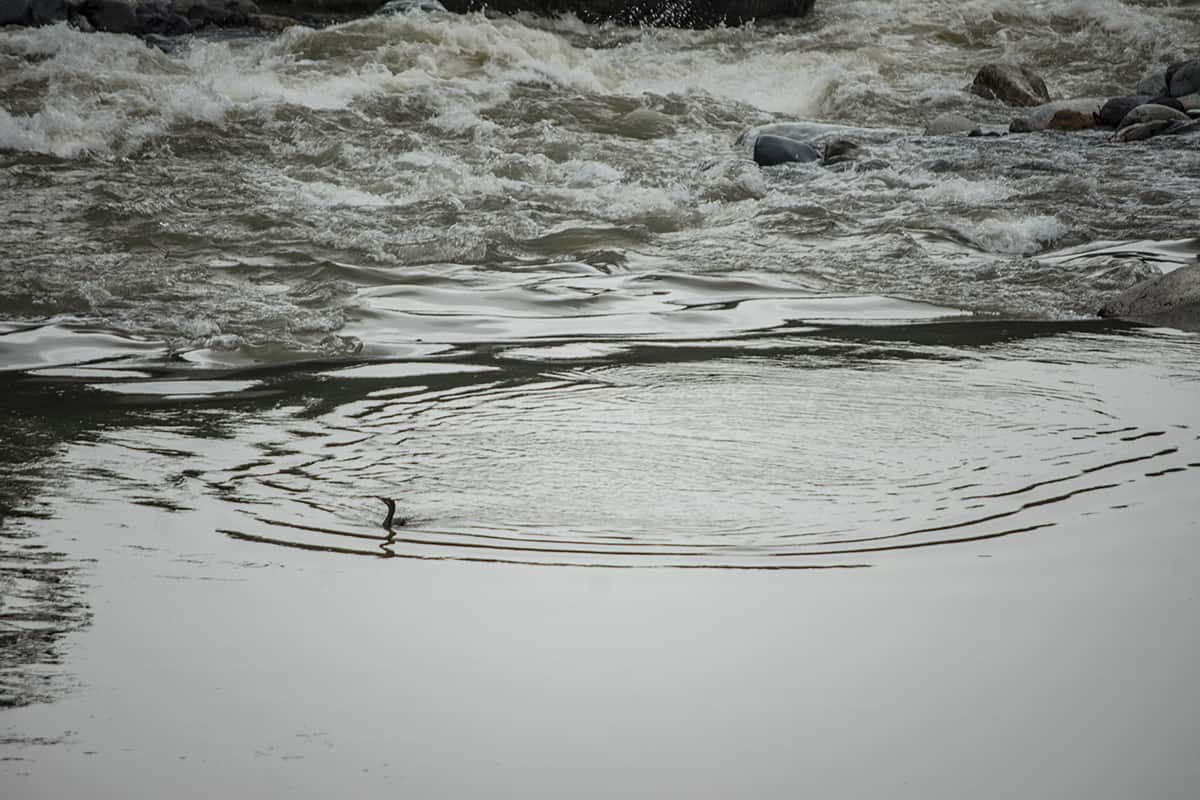 Pico Bonito National Park: How To Visit, What To Do, Is It Worth It & More 29 a bird relaxing in a calm bit of the cangrejal river after navigating the rapids