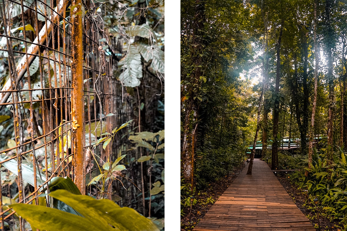 Manzanillo and Puerto Viejo, Costa Rica 15 Exploring Manzanillo and Puerto Viejo In Costa Rica | Travel Central America | Caribbean | Hike | Hiking | Ocean | Rainforest | Backpacking Costa Rica | Beautiful beaches | What to do | Where to sleep | wildlife | party | Backpackers Wanderlust |