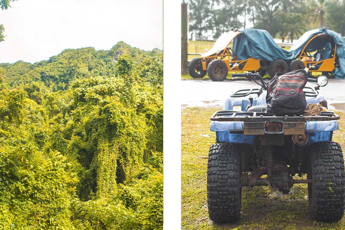 Quad Biking Rarotonga With Raro Quad Tours: Worth It? 7 the huge trees in the jungle of rarotonga