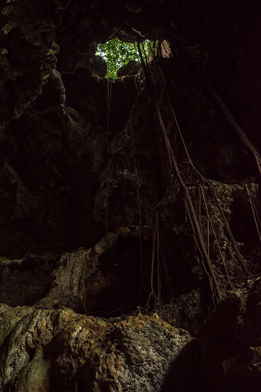 Queen Hortense's Cave on the Isle of Pines is a mesmerizing sight, featuring a remarkable tree growing out of the cave.
	