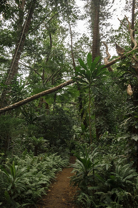 Explore the vibrant tropical forest trail on the Isle Of Pines, adorned with lush plants and discover hidden wonders like Queen Hortense’s Cave.
	
