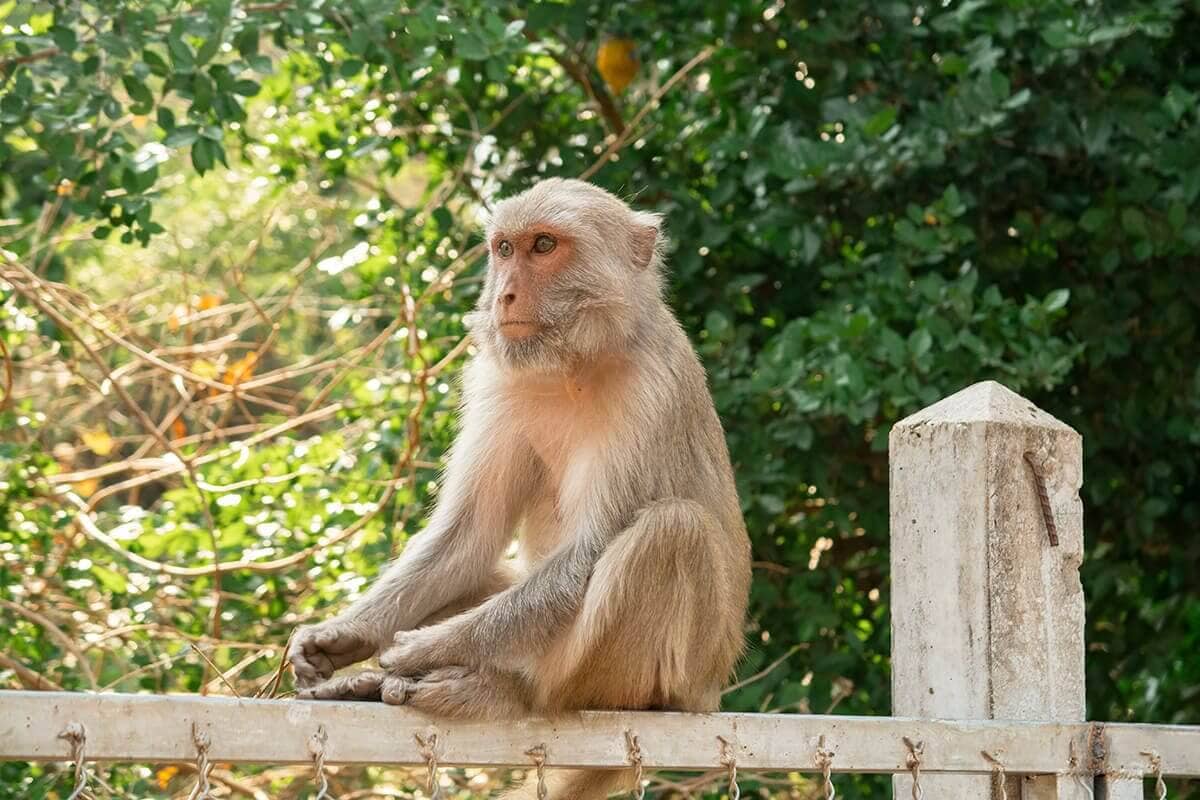 Read THIS Stray Asia Review Before Booking 24 monkey forest xe champhone