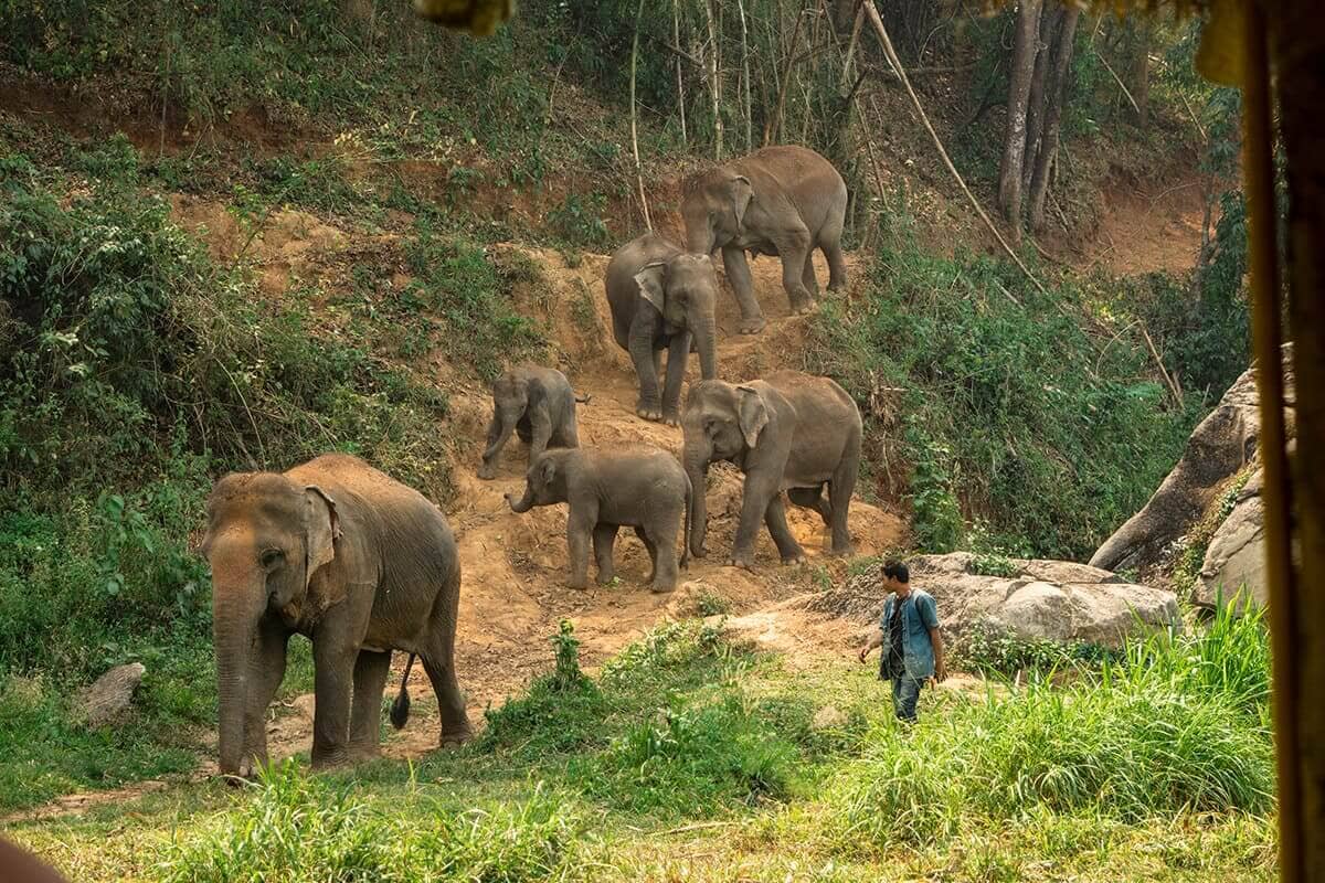 Read THIS Stray Asia Review Before Booking 12 elephant nature park in chiang mai