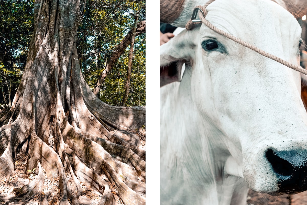 Exploring Ricon De La Vieja, Costa Rica 5 Exploring Ricon De La Vieja In Costa Rica | Travel Central America | Guanacaste | Hike | Hiking | Volcano | Rainforest | Backpacking Costa Rica | Mud bath | What to do | Where to sleep | Horse riding | Tubing | Backpackers Wanderlust |