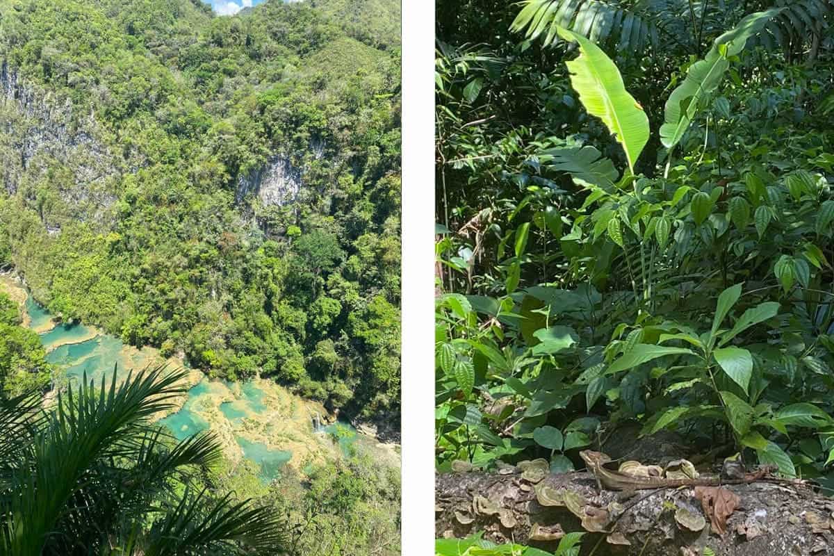 Visiting Semuc Champey Mirador & Pools: All You Need To Know 2025 37 view from the top of the semuc champey mirador // a well camouflaged lizard along the track