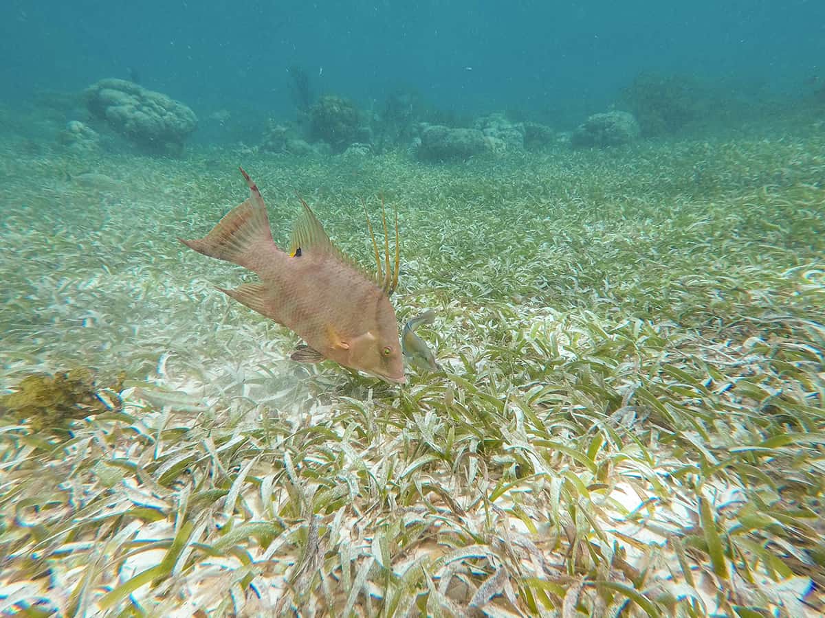 Snorkeling VS Diving Hol Chan Marine Reserve 6 a hogfish looking for food in the sandy sea floor of hol chan marine park