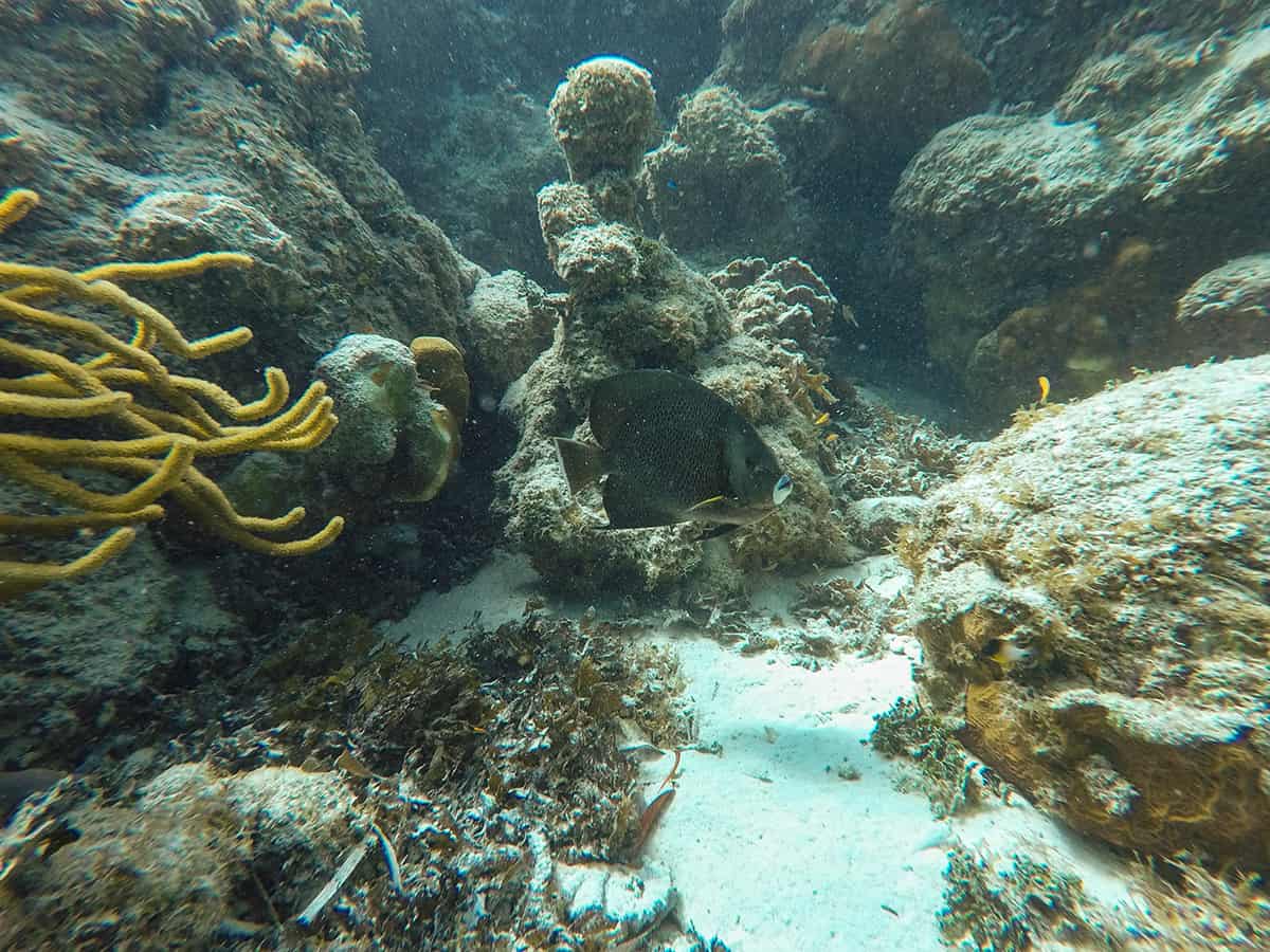 Snorkeling VS Diving Hol Chan Marine Reserve 12 a only grey angelfish hanging among the rocks at hol chan marine reserve