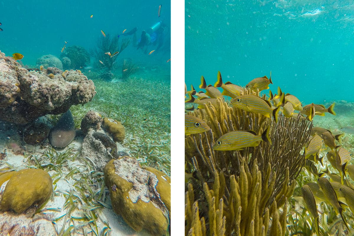Snorkeling VS Diving Hol Chan Marine Reserve 5 a sleeping nursehark under a coral outcrop // bluestriped grunt hanging around the coral