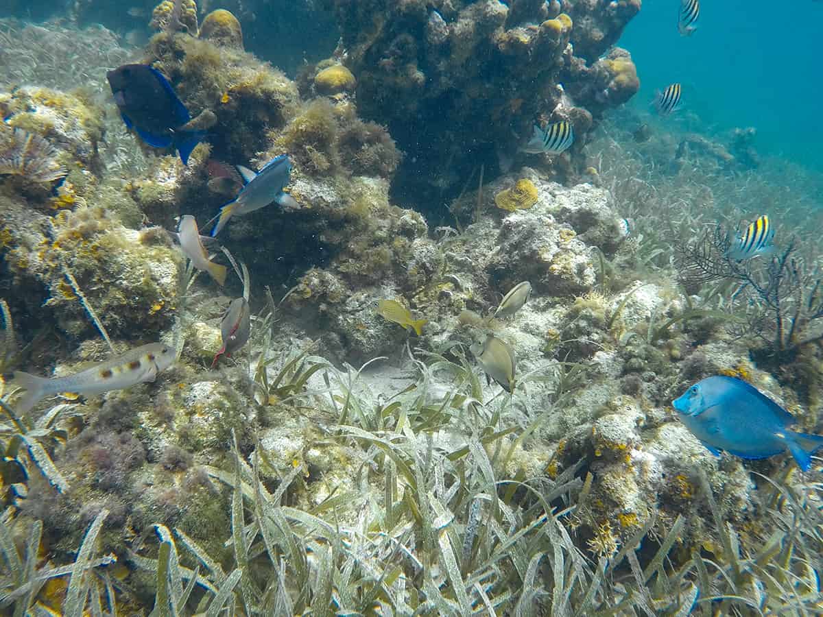 Snorkel The Blue Channel In Roatan: The Best Spot For Snorkeling 15 the various types of fish you can expect to see in the blue channel