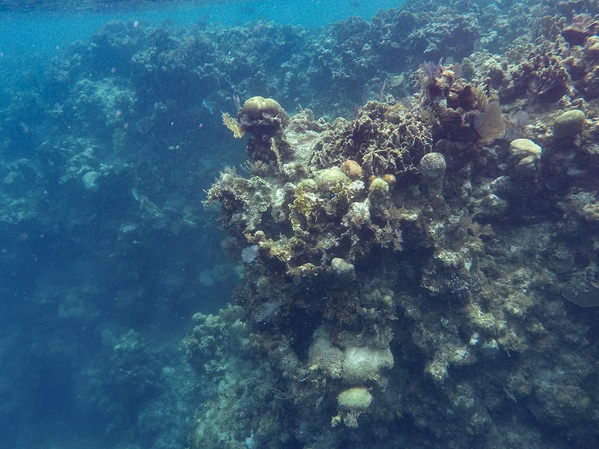Snorkel The Blue Channel In Roatan: The Best Spot For Snorkeling 20 the wall filled with coral one side of the blue channel in roatan