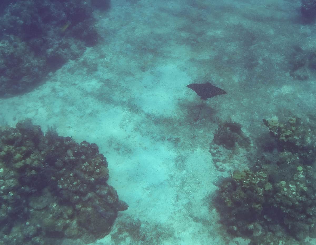 Snorkel The Blue Channel In Roatan: The Best Spot For Snorkeling 21 a eagle ray gliding through the depths of the blue channel in roatan