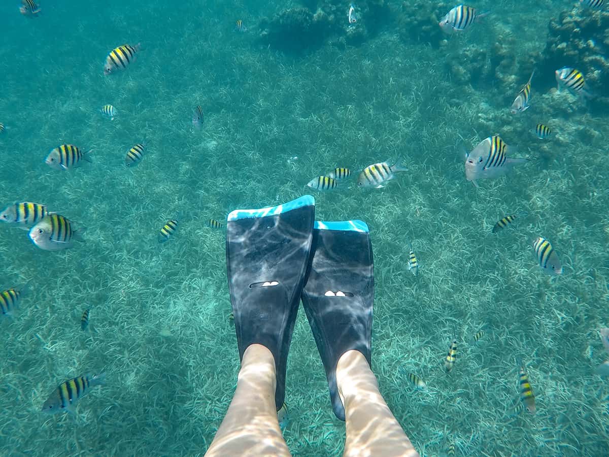 Snorkel The Blue Channel In Roatan: The Best Spot For Snorkeling 23 surrounded by sergent major fish while snorkeling the blue channel in roatan