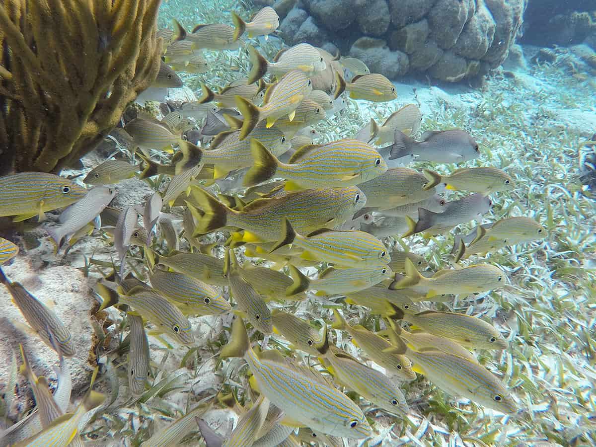 Snorkeling Tours From San Pedro, Belize: BEST SNORKELING IN CENTRAL AMERICA 18 seeing a school of fish hanging out in the coral while snorkeling