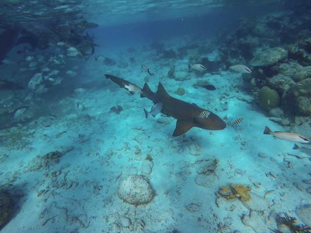 Snorkeling Tours From San Pedro, Belize: BEST SNORKELING IN CENTRAL AMERICA 11 a nurse shark while doing one of the snorkeling tours from san pedro belize