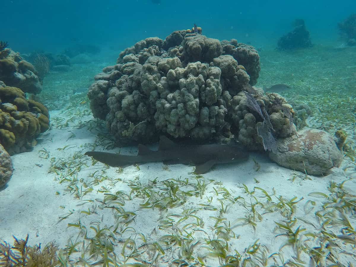 Snorkeling Tours From San Pedro, Belize: BEST SNORKELING IN CENTRAL AMERICA 19 a sleepy nurseshark snuggled up under some hard coral at hol chan marine park