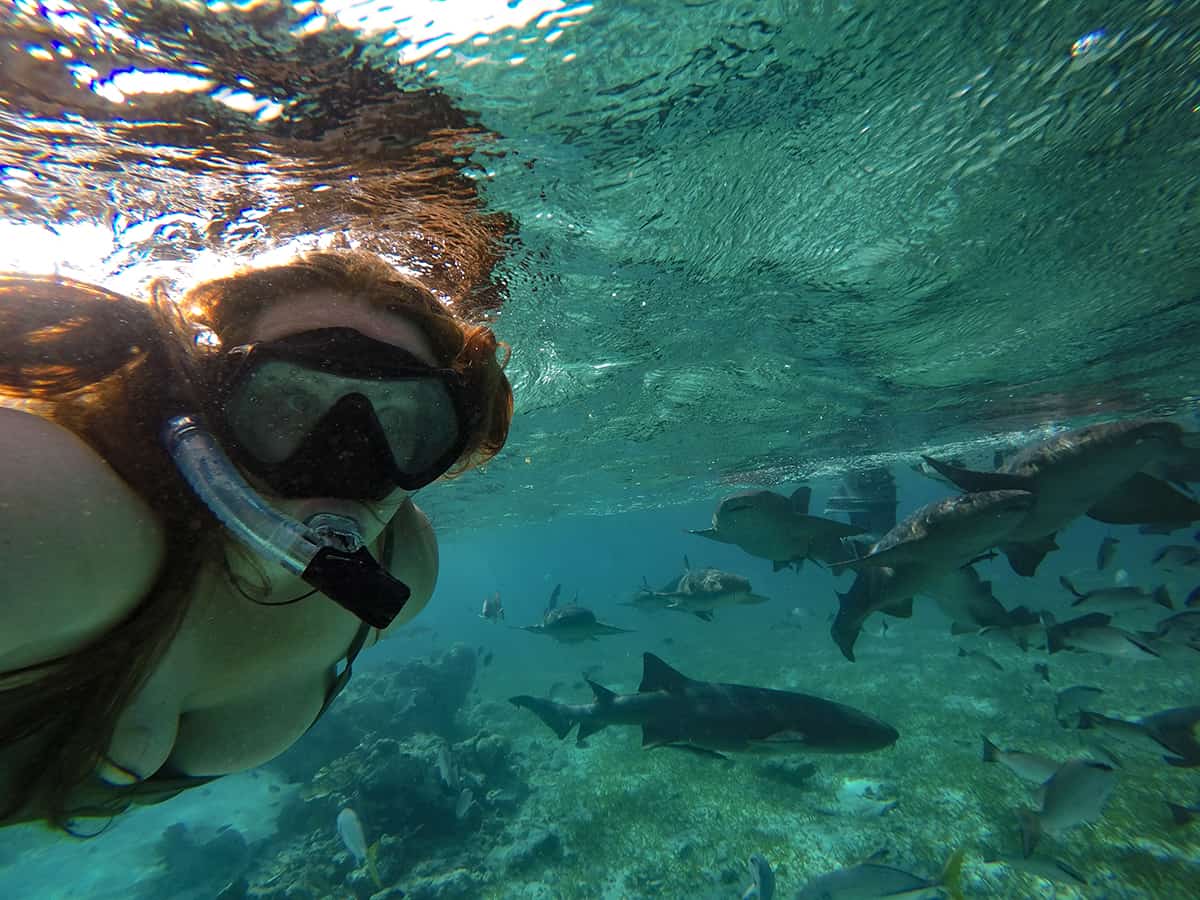 Snorkeling Tours From San Pedro, Belize: BEST SNORKELING IN CENTRAL AMERICA 20 a selfie with plenty of nurse shark at shark ray alley