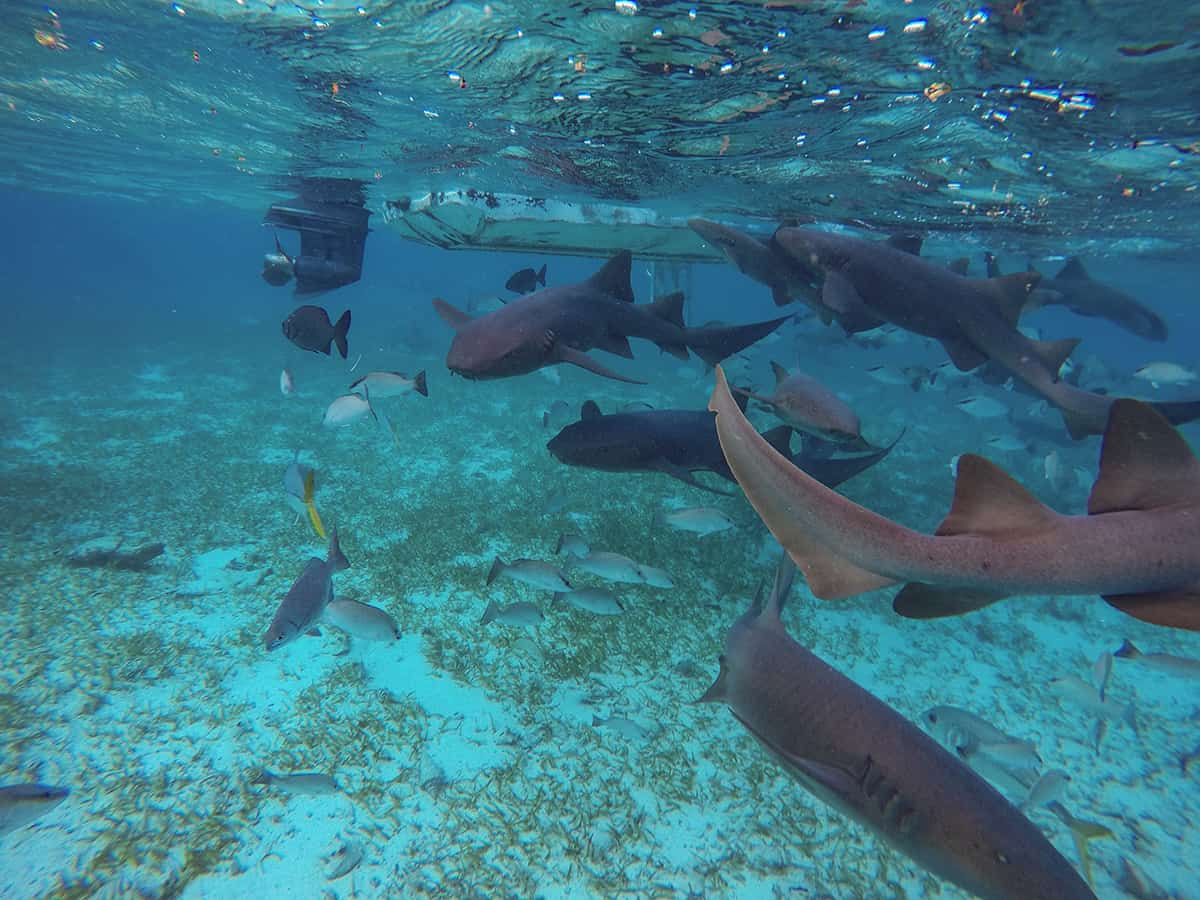 Snorkeling Tours From San Pedro, Belize: BEST SNORKELING IN CENTRAL AMERICA 13 plenty of nurse sharks hanging around our boat at shark ray alley
