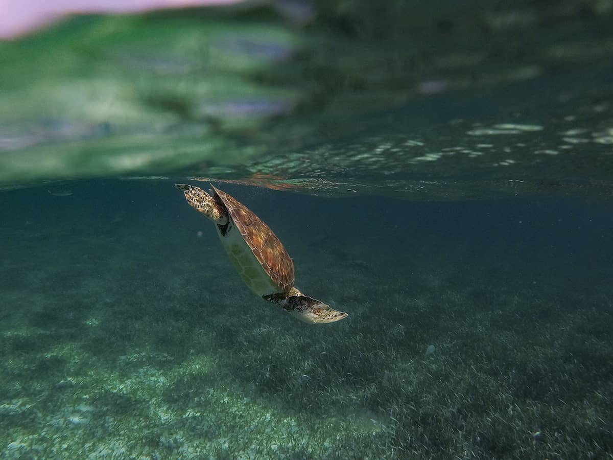 Snorkeling Tours From San Pedro, Belize: BEST SNORKELING IN CENTRAL AMERICA 9 a turtle descending back down to the sea floor after surfacing for a breath on our snorkeling tour from san pedro